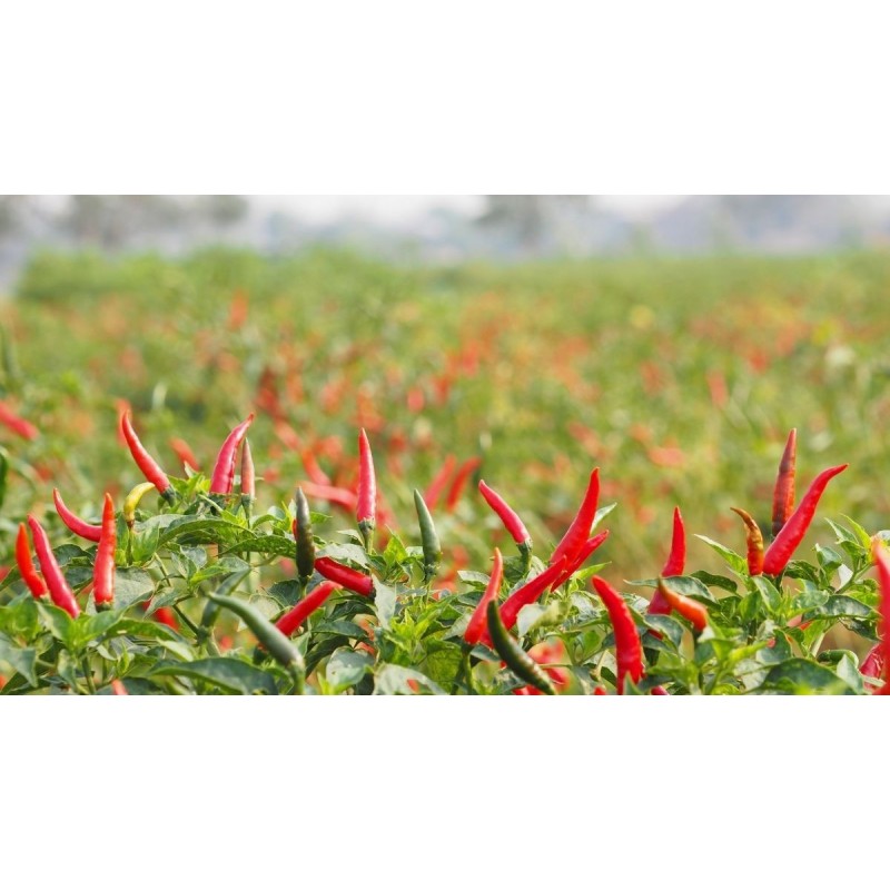 Red Chilli for sale online and at street markets in DENIA, JAVEA, CALP