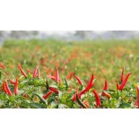 Red Chilli for sale online and at street markets in DENIA, JAVEA, CALP