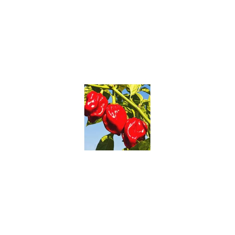 VENTA ONLINE Y MERCADILLOS PICANTE HABANERO