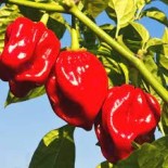 VENTA ONLINE Y MERCADILLOS PICANTE HABANERO