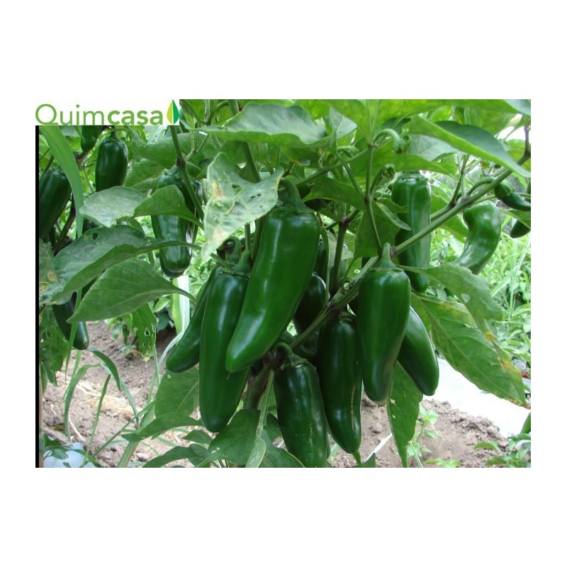 VENTA DE JALAPEÑO VERDE ONLINE Y EN MERCADILLOS