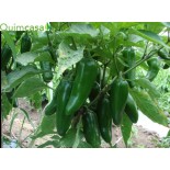 VENTA DE JALAPEÑO VERDE ONLINE Y EN MERCADILLOS