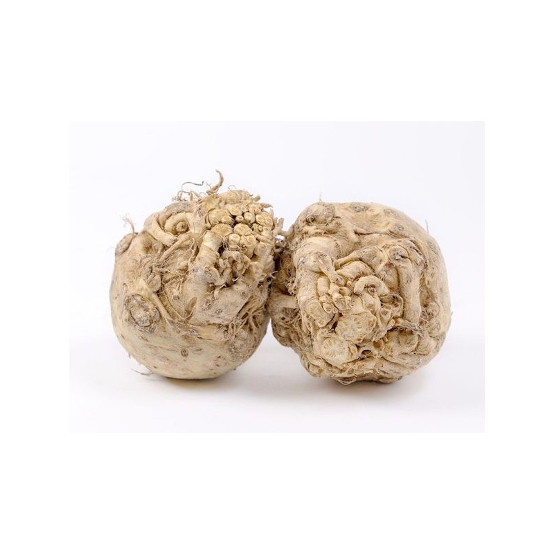 CELERY ROOT