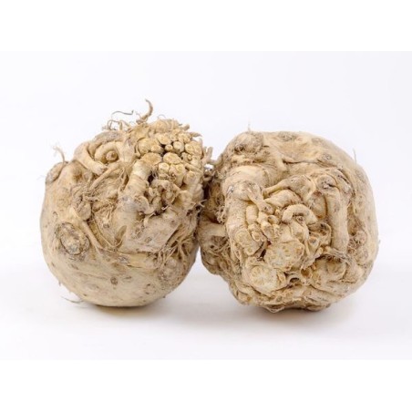 CELERY ROOT