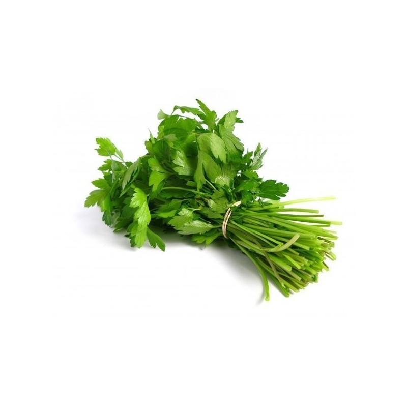 CILANTRO EN MANOJOS