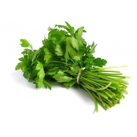 CILANTRO EN MANOJOS