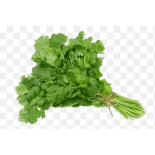 CILANTRO IN BUNCHES