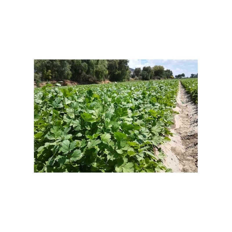 КОРИАНДР В ПУЧКАХ