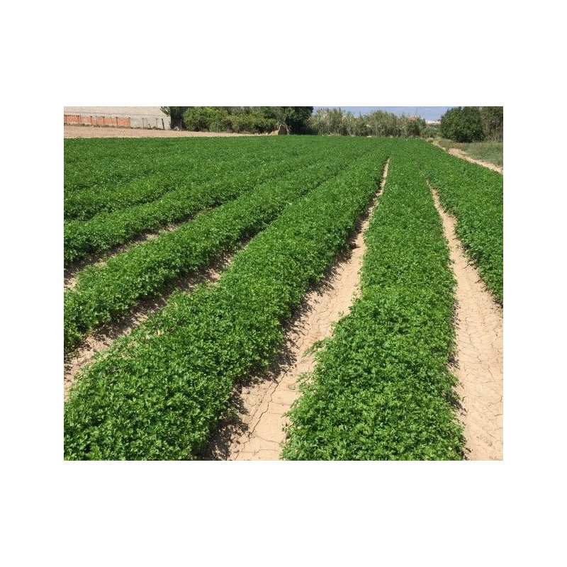 %shop-name%%product-name%%price%%brand%%category%