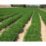 %shop-name%%product-name%%price%%brand%%category%