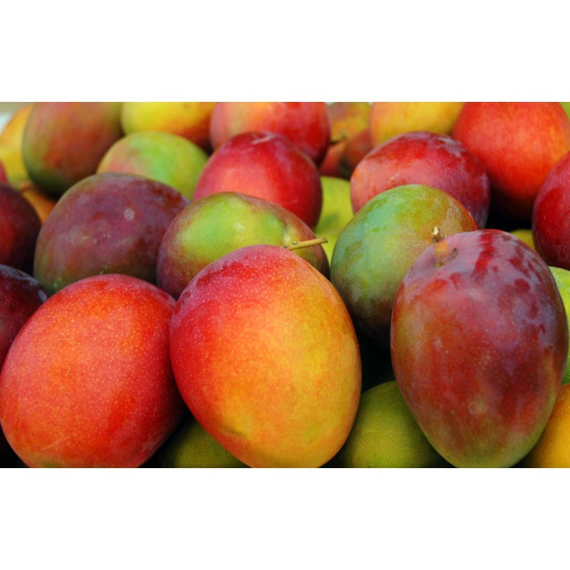MANGO DE ESPAÑA