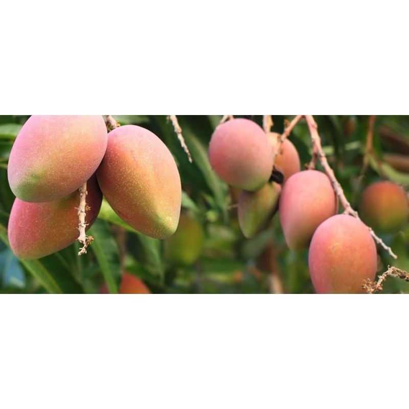 MANGO DE ESPAÑA