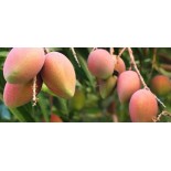 MANGO DE ESPAÑA