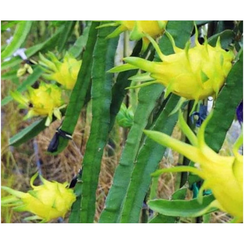 Pitaya with the quality and flavor of Spain
