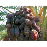 DATIL MEDJOOL NATURAL