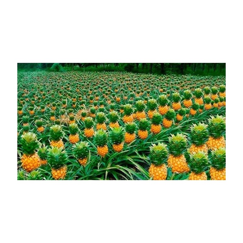 Venta de Piña Baby Fresca - Productos Altur