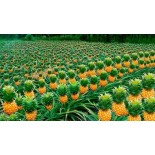 Venta de Piña Baby Fresca - Productos Altur