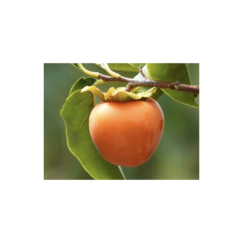 Venta de Caqui Persimón Fresco | Productos Altur