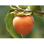 Venta de Caqui Persimón Fresco | Productos Altur