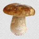 PORCINI MUSHROOM