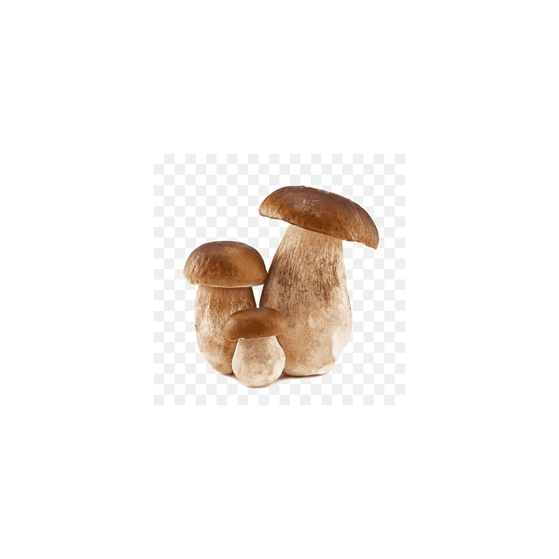 Buy Premium Porcini Mushrooms – Productos Altur