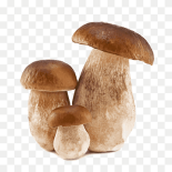 Buy Premium Porcini Mushrooms – Productos Altur