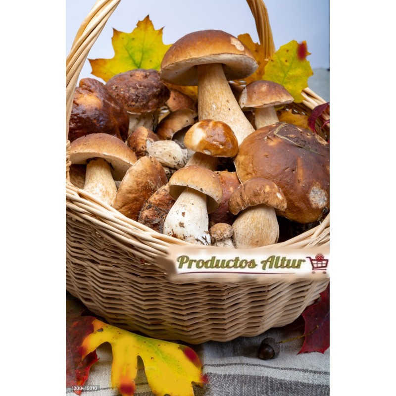 Boletus Edulis Fresco de Calidad Superior | Productos Altur