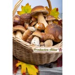 Boletus Edulis Fresco de Calidad Superior | Productos Altur