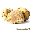 Trufa Blanca - Tuber Magnatum