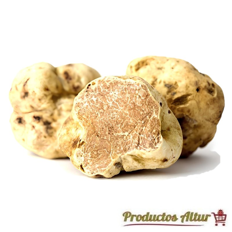 Compra Trufa Blanca (Tuber Magnatum) | Productos Altur