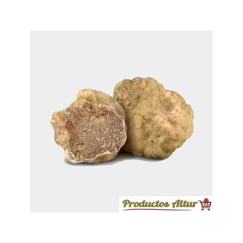Compra Trufa Blanca (Tuber Magnatum) | Productos Altur