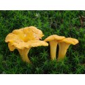chanterelle