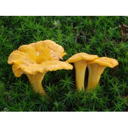 chanterelle