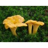 chanterelle