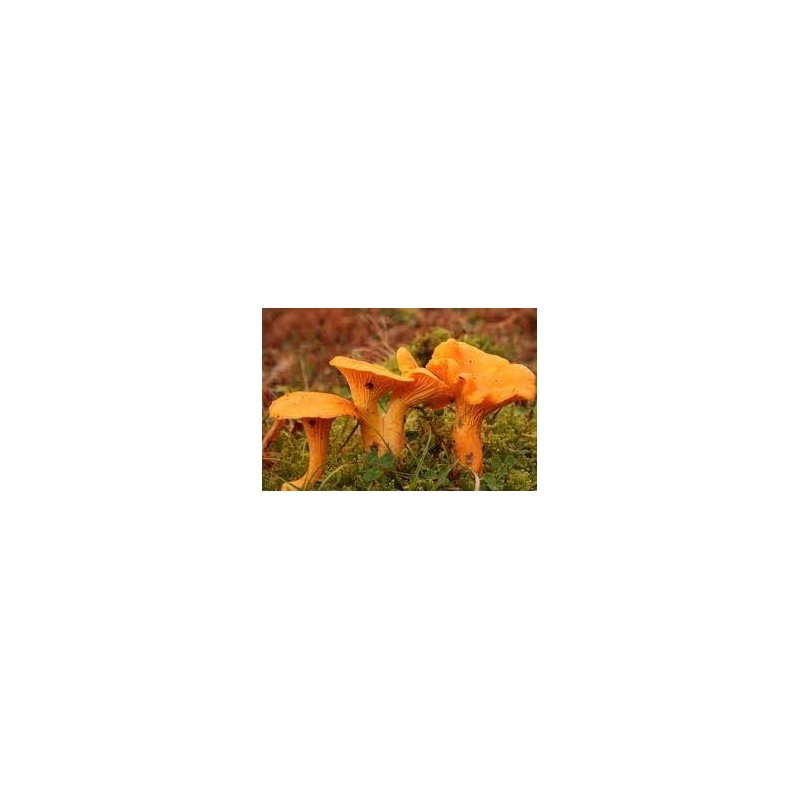 chanterelle