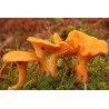 chanterelle