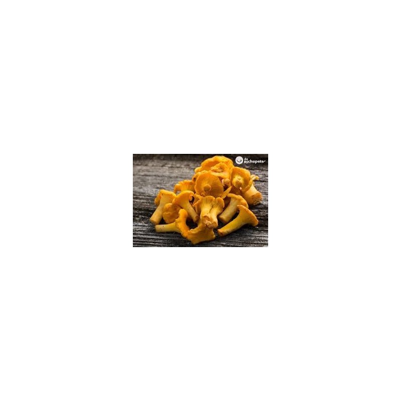 chanterelle