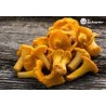 chanterelle