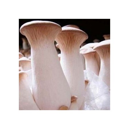 ERYNGII (Pleurotus eryngii)