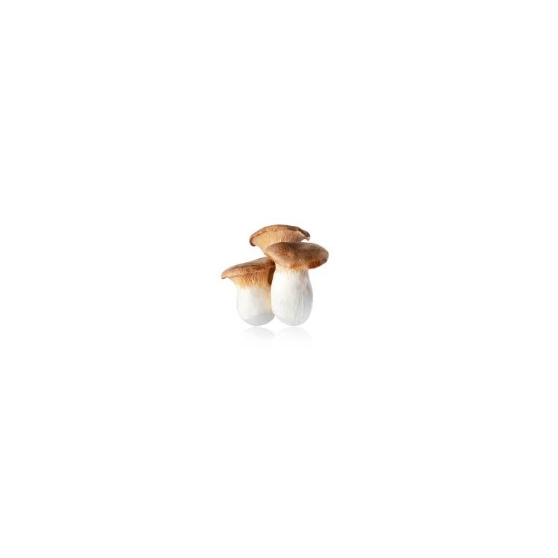 ERYNGII (Pleurotus eryngii)