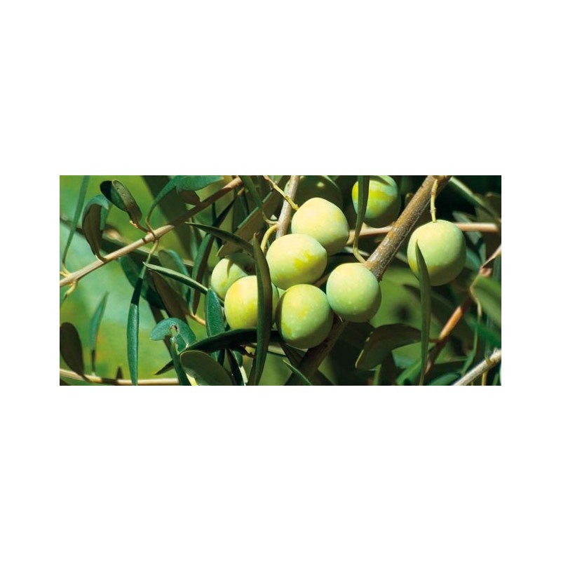 EXTRA VIRGIN OLIVE OIL