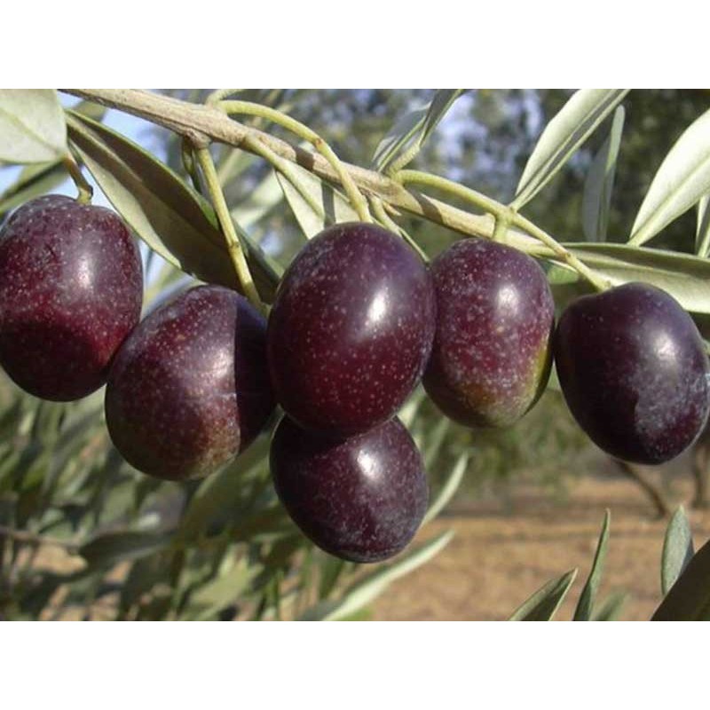 EXTRA VIRGIN OLIVE OIL