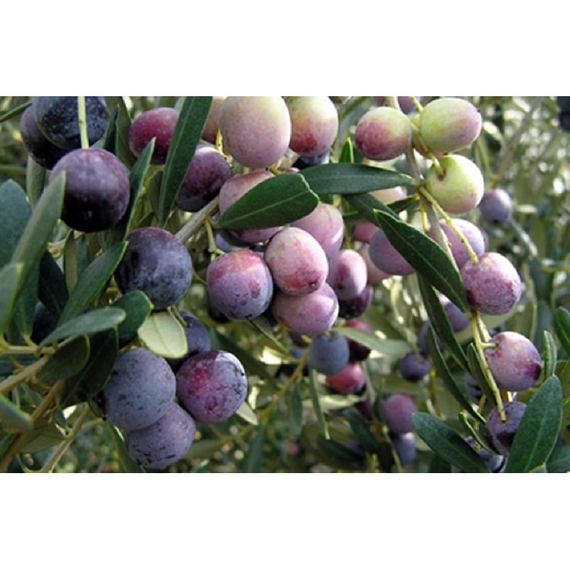 ACEITE DE OLIVA VIRGEN EXTRA