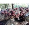 SHIITAKE