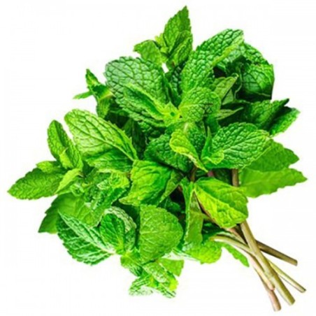 MINT IN BUNCHES