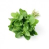 MINT IN BUNCHES