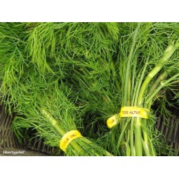 DILL IN BUNCHES