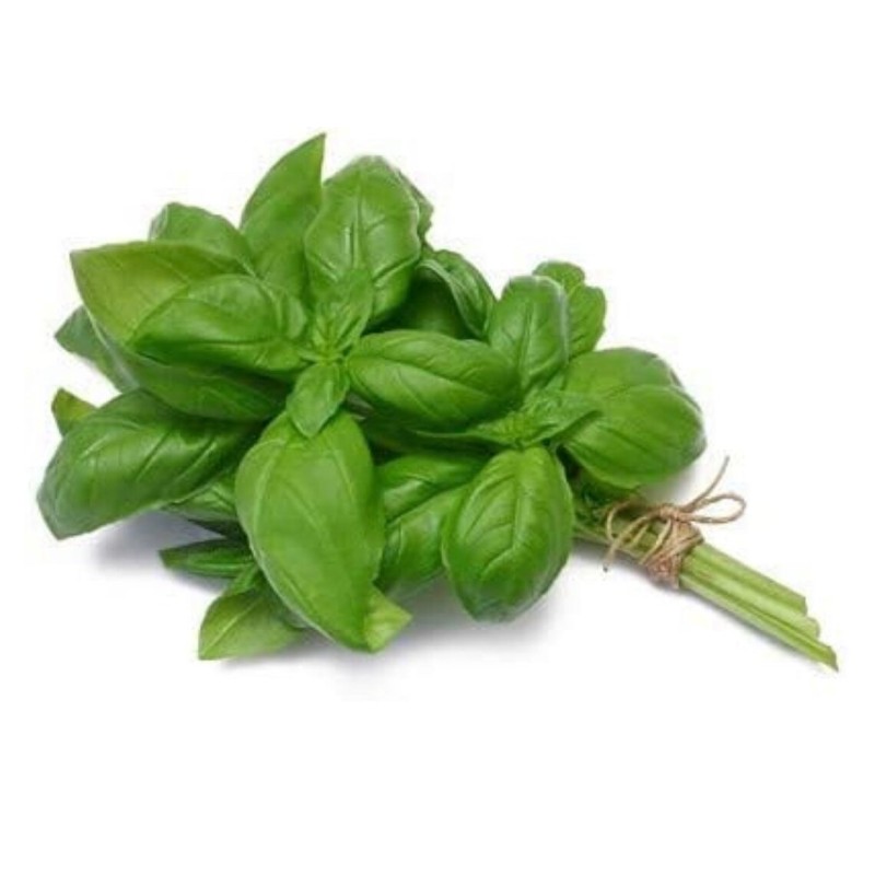 BASIL IN BUNCHES