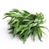 TARRAGON IN BUNCHES