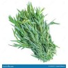TARRAGON IN BUNCHES